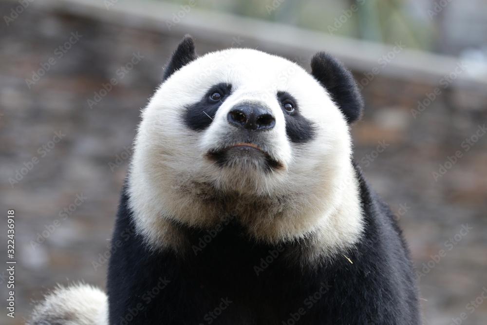 Obraz premium Close up Beautiful Face of Giant Panda name LinBing, Wolong, china