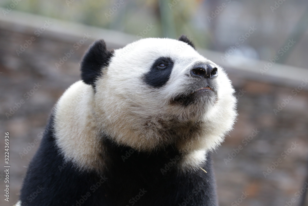 Close up Beautiful Face of Giant Panda name LinBing, Wolong, china Close up Beautiful Face of Giant Panda name LinBing, Wolong, china