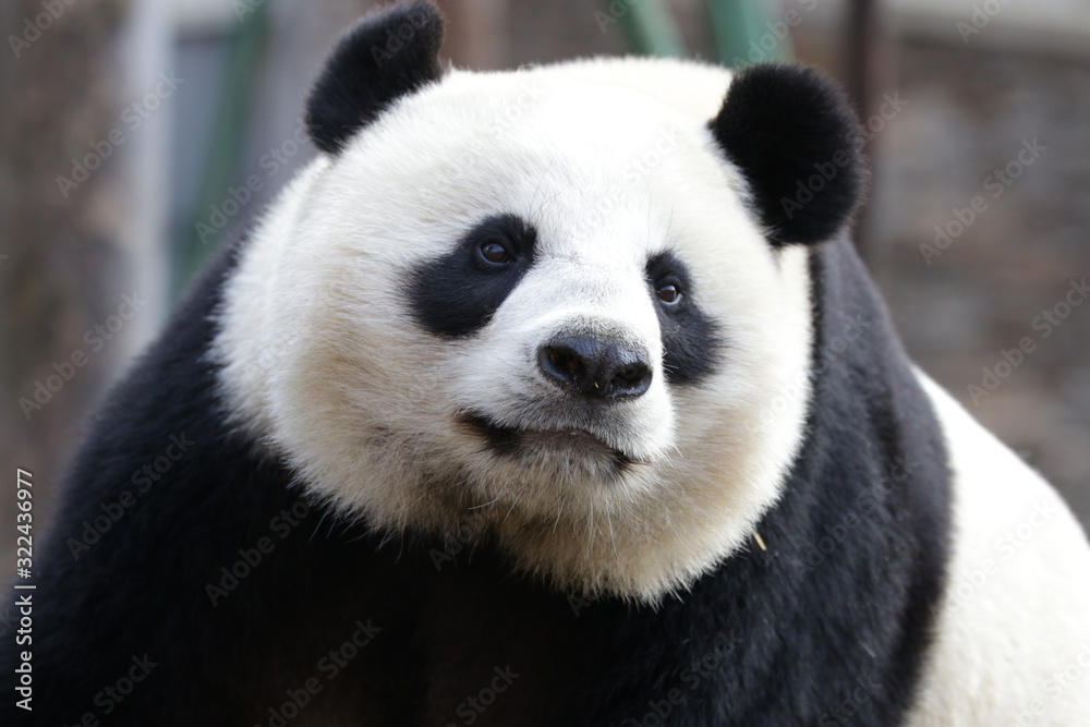 Close up Beautiful Face of Giant Panda name LinBing, Wolong, china Close up Beautiful Face of Giant Panda name LinBing, Wolong, china