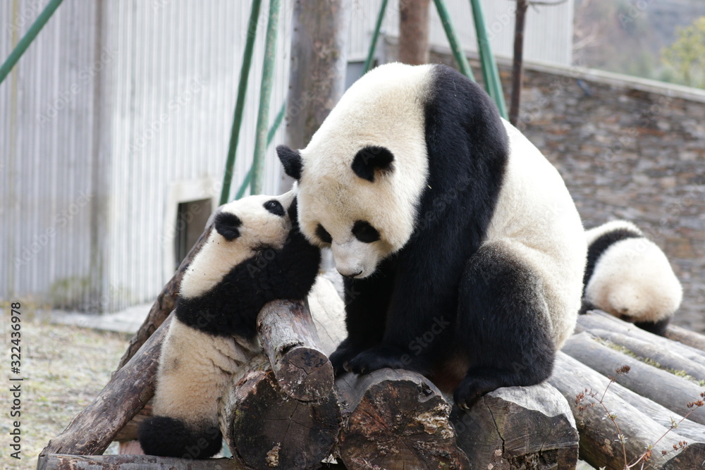 Obraz premium Precious Moment of Mother Panda, Linping , and her Cub, Wolong Giant Panda Nature Reserve, China