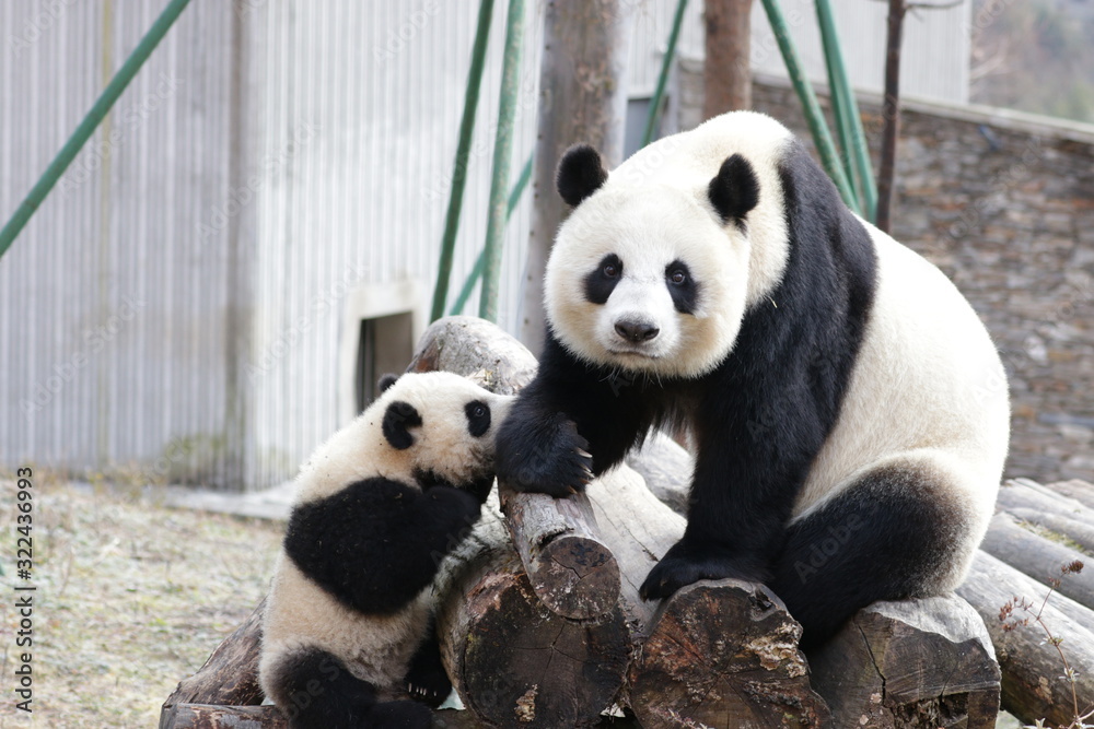 Precious Moment of Mother Panda, Linping , and her Cub, Wolong Giant Panda Nature Reserve, China Precious Moment of Mother Panda, Linping , and her Cub, Wolong Giant Panda Nature Reserve, China