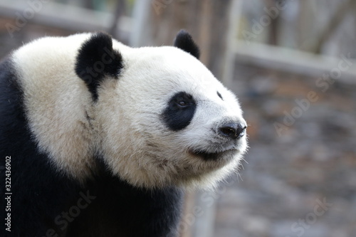 Close up Beautiful Face of Giant Panda name LinBing, Wolong, china © foreverhappy
