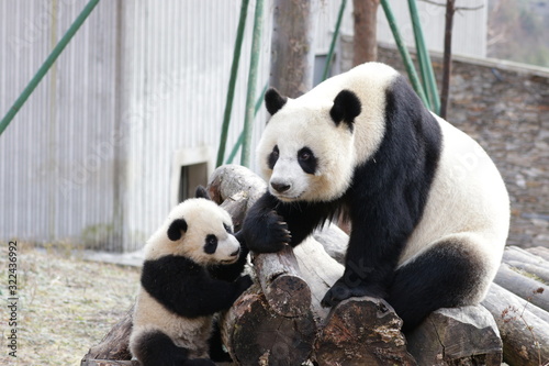 Fototapeta Naklejka Na Ścianę i Meble -  Precious Moment of Mother Panda, Linping , and her Cub, Wolong Giant Panda Nature Reserve, China