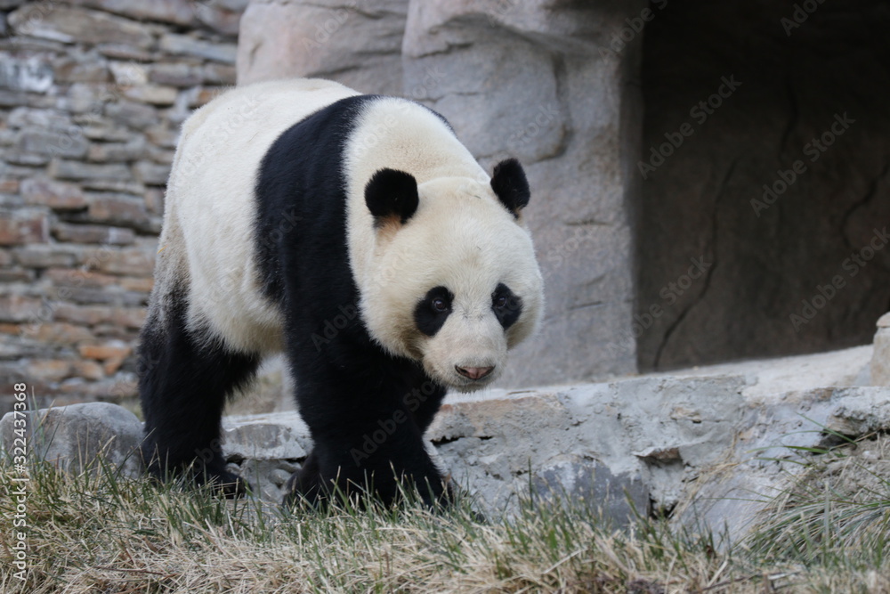 Fototapeta premium Male Panda, Wu Gang, Wolong Giant Panda Nature Reserve, China