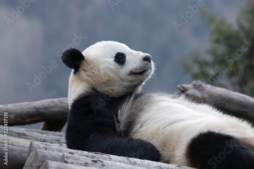 Fototapeta Naklejka Na Ścianę i Meble -  American Born Female panda, Bao Bao, is Chilling out in Winter time, Wolong Giant Panda Nature Reserve, China