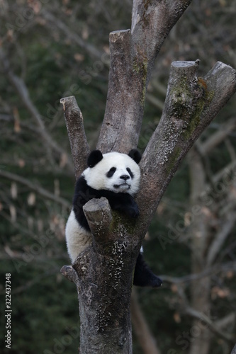 Happy Sleeping Panda on the Tree, Wolong Giant Panda Nature Reserve, China