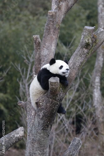 Happy Sleeping Panda on the Tree, Wolong Giant Panda Nature Reserve, China © foreverhappy