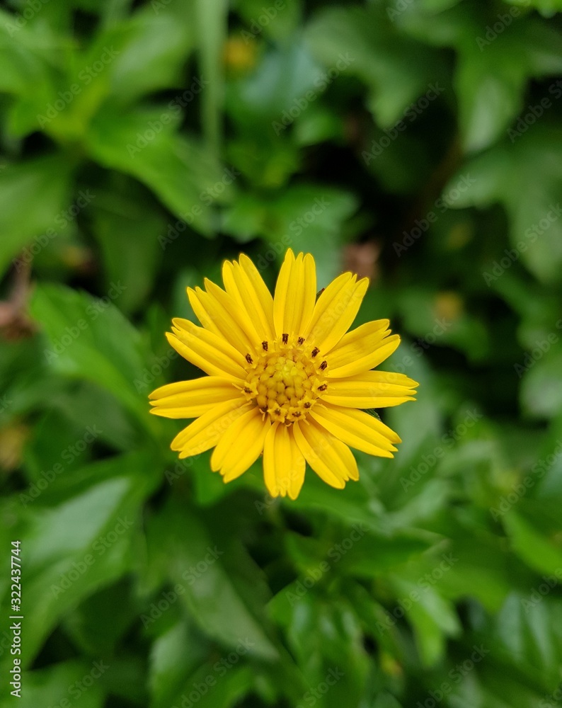 yellow flower in the grass yellow flower in the grass