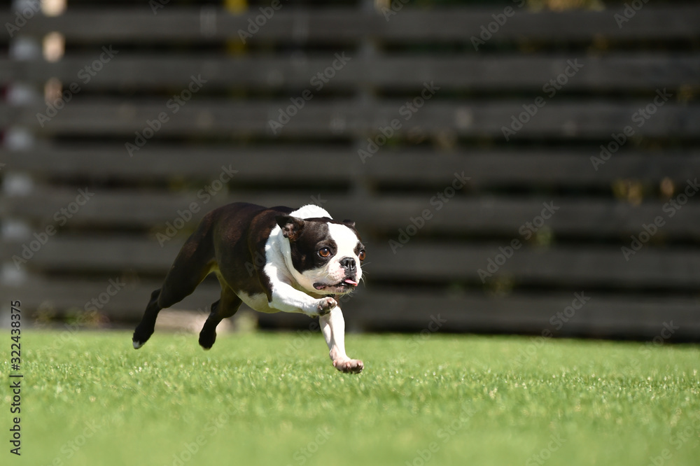 フレンチブルドッグ