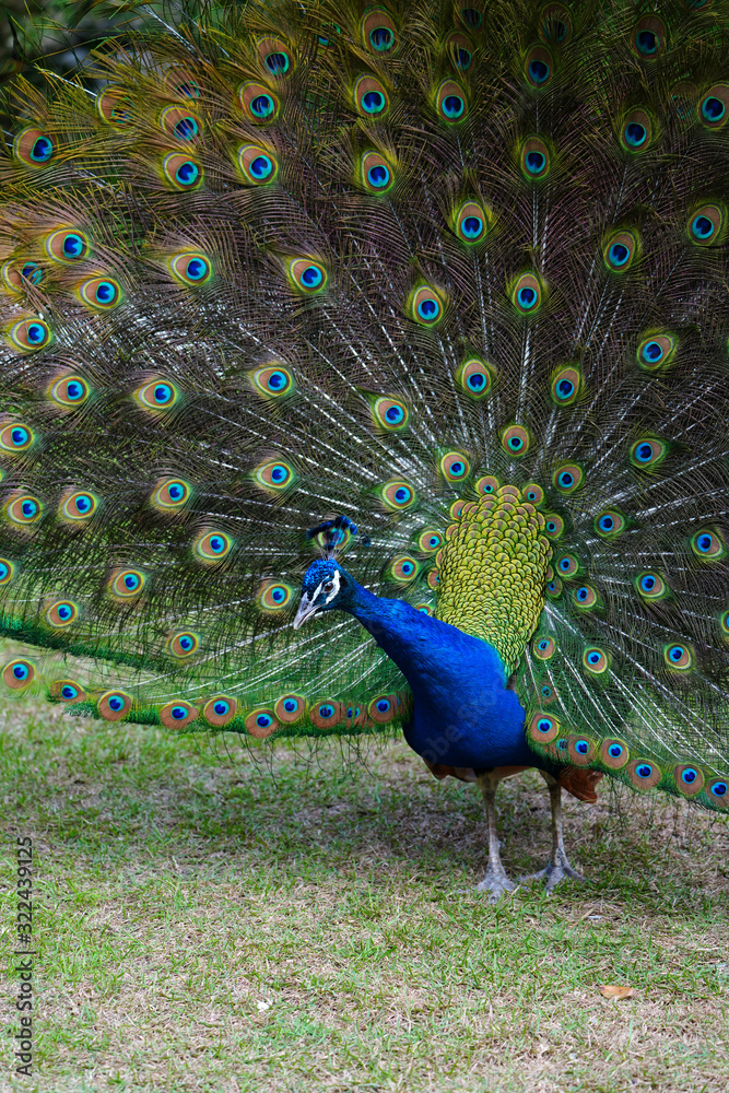Obraz premium Colorful green and blue male peacock bird with its plume feathers tail fully opened