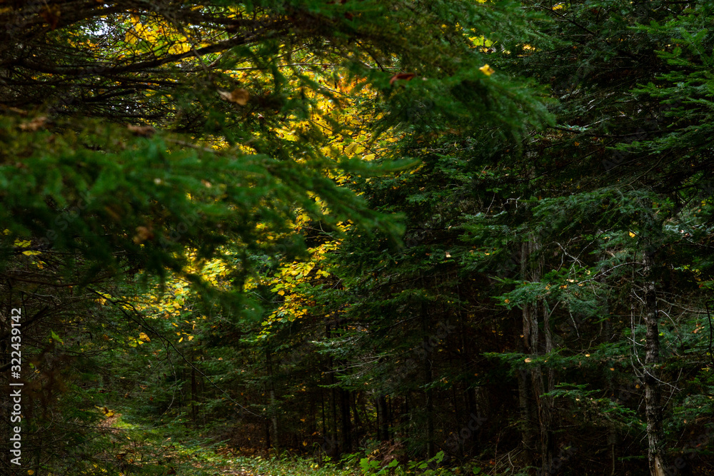 Fototapeta premium the forest