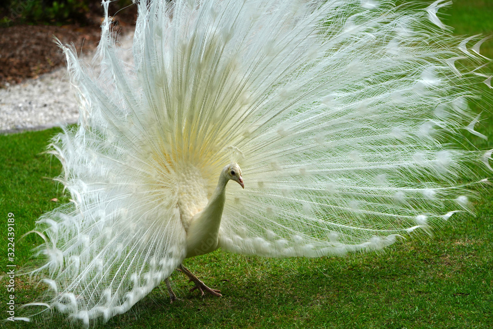 Obraz premium All white male peacock bird with its tail feathers opened