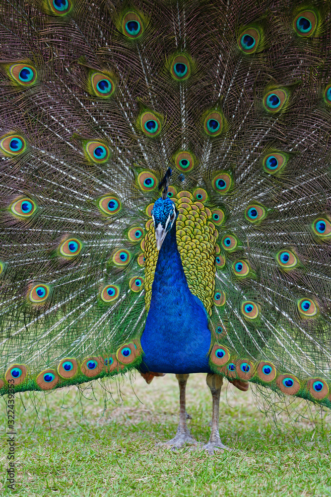 Obraz premium Colorful green and blue male peacock bird with its plume feathers tail fully opened