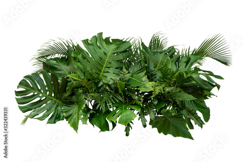 Fototapeta Naklejka Na Ścianę i Meble -  Tropical leaves foliage plant bush floral arrangement nature backdrop isolated on white background, 