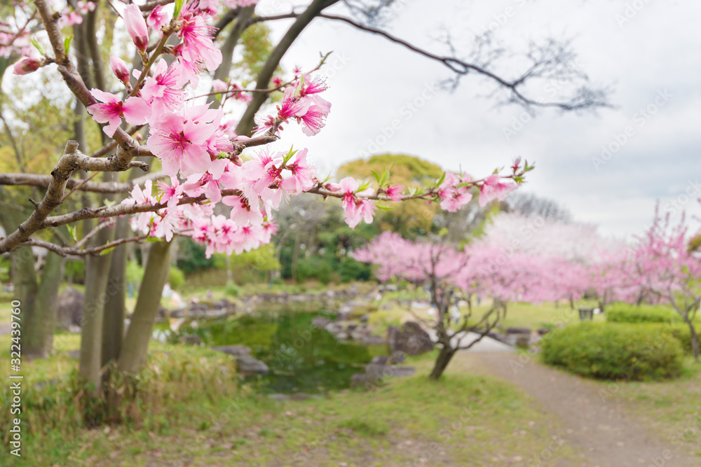 Blooming sakura tree in garden or park. Spring nature background Blooming sakura tree in garden or park. Spring nature background