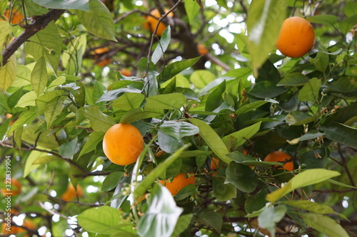 oranges on tree