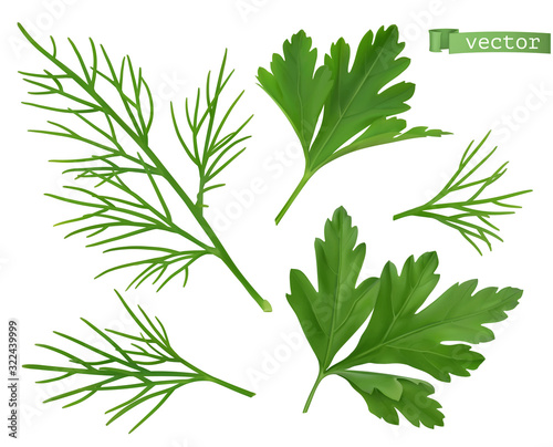 Coriander leaves, dill herb. Flavouring food. 3d vector ralistic objects