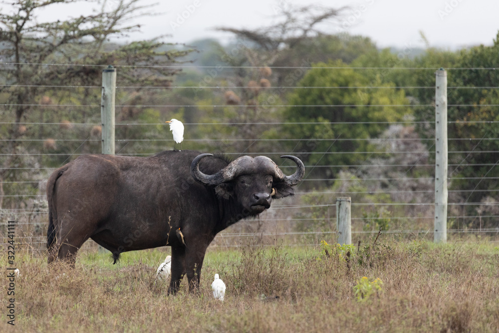 Piqueboeuf à bec jaune, Héron garde-boeufs