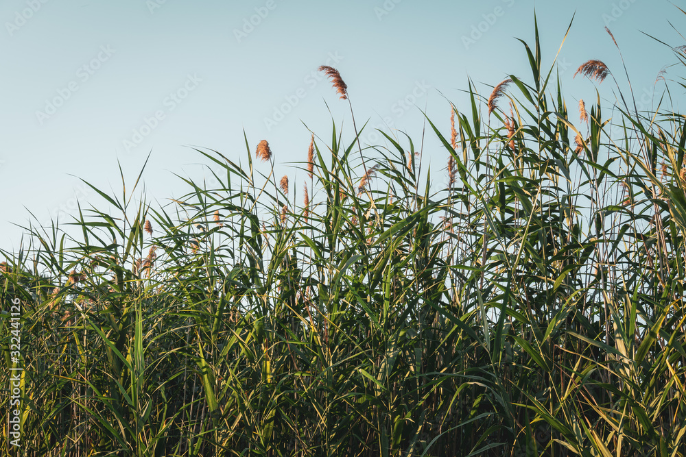 green Common reed in the sun under the blue sky - obrazy, fototapety, plakaty 