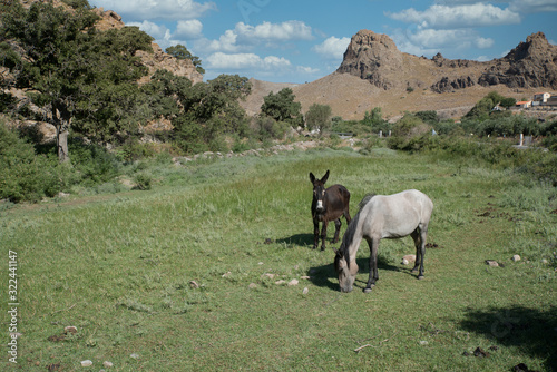 Donkey and mule in a field with mountains in the background photo