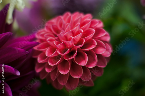 Dahlia