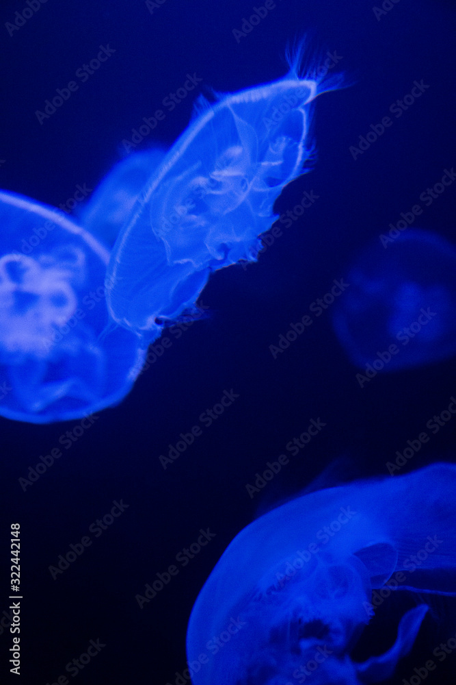 Jelly Blue Jelly Blue