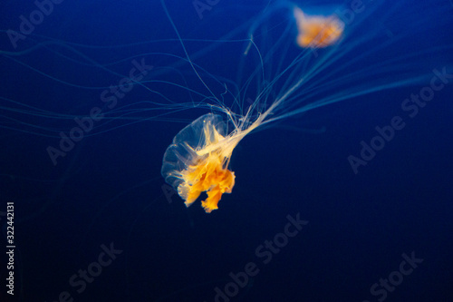 Jelly