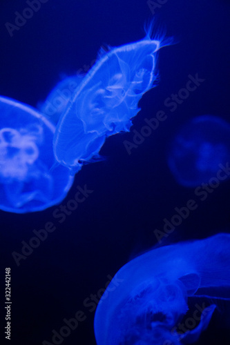 Jelly Blue