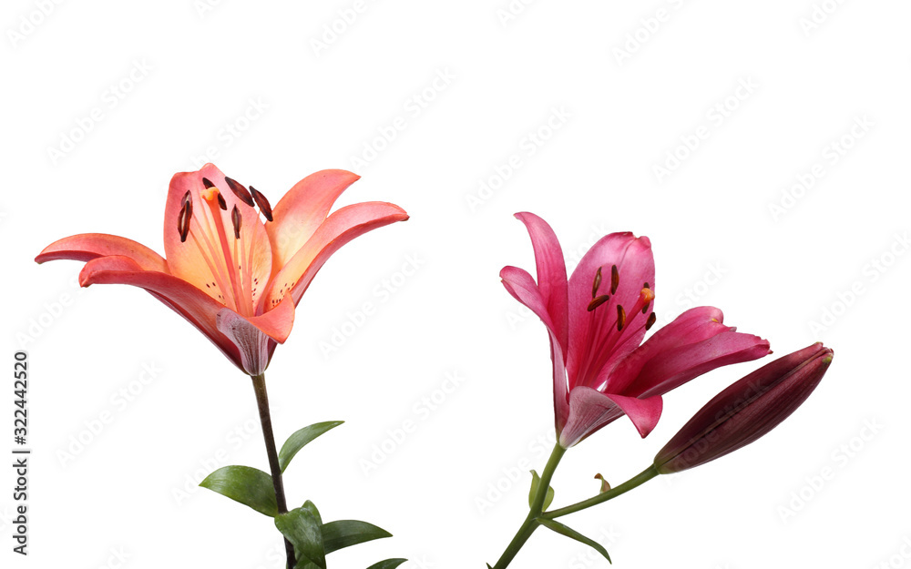 Different color lilies Different color lilies
