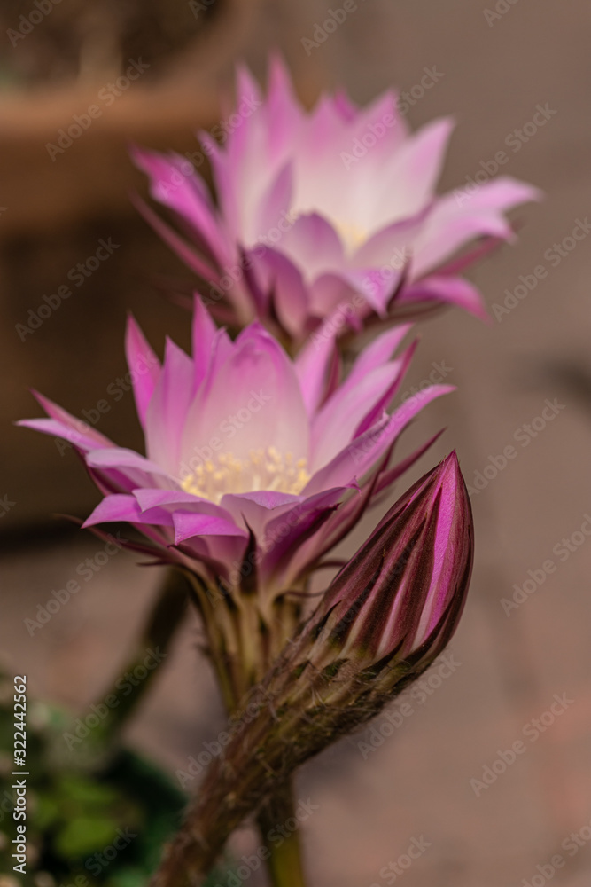 Naklejka premium Pink cactus flower 14