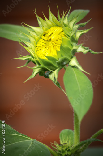 Isolated young sunflower bud blooming
