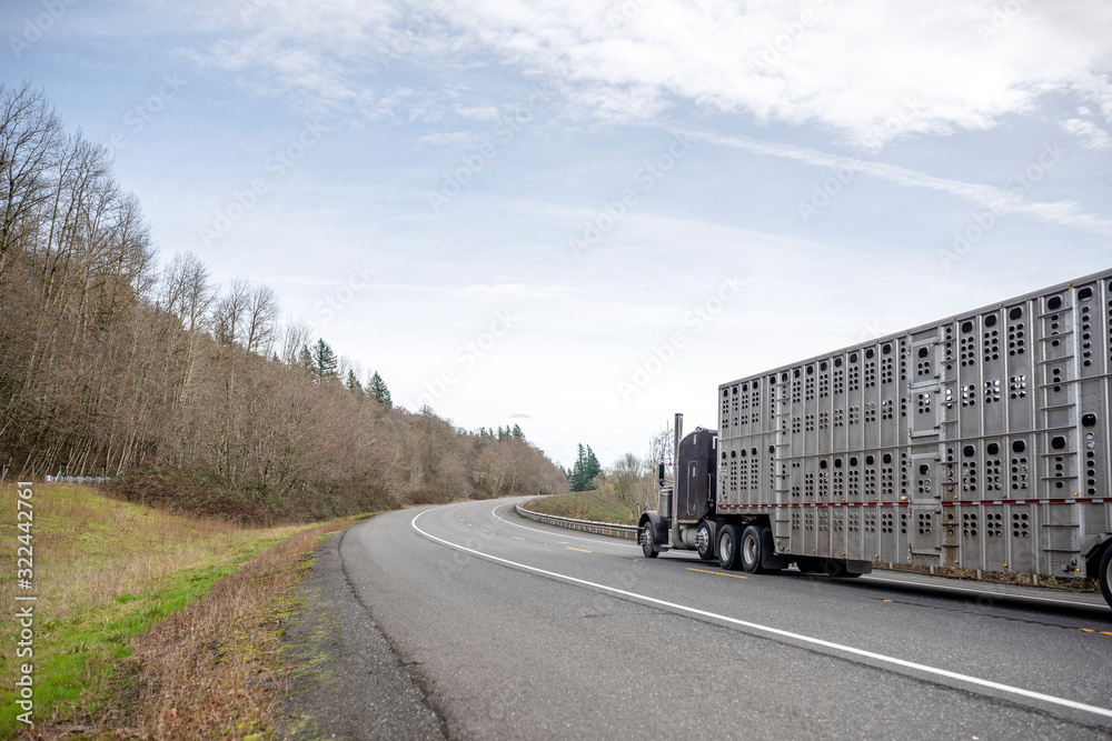 Dark Big Rig Classic Semi Truck with Empty Semi Trailer for Transporting Animals Running on the Winding Road with Bare Winter Forest