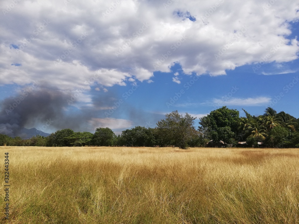 Fototapeta premium green field and blue sky