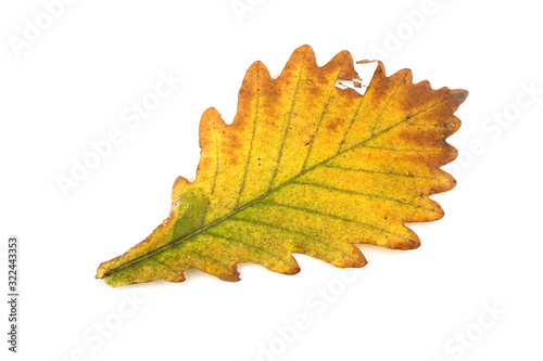 Autumn oak leaf