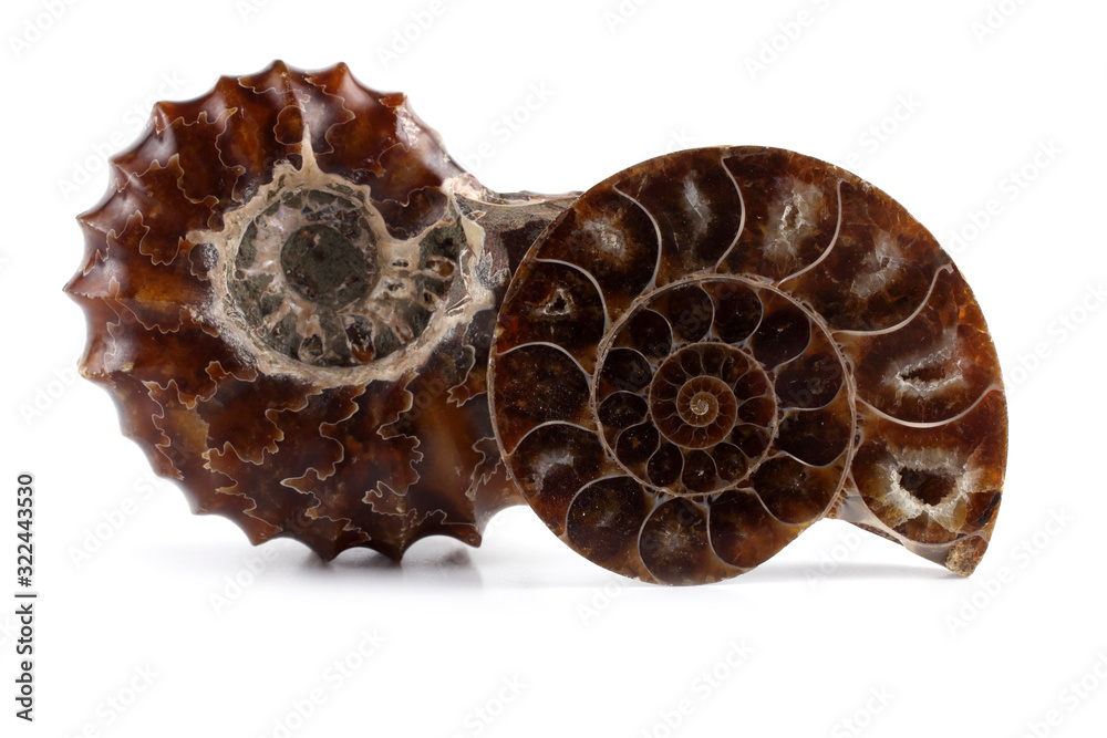 Ammonite and cut ammonite. Fossils Ammonite and cut ammonite. Fossils