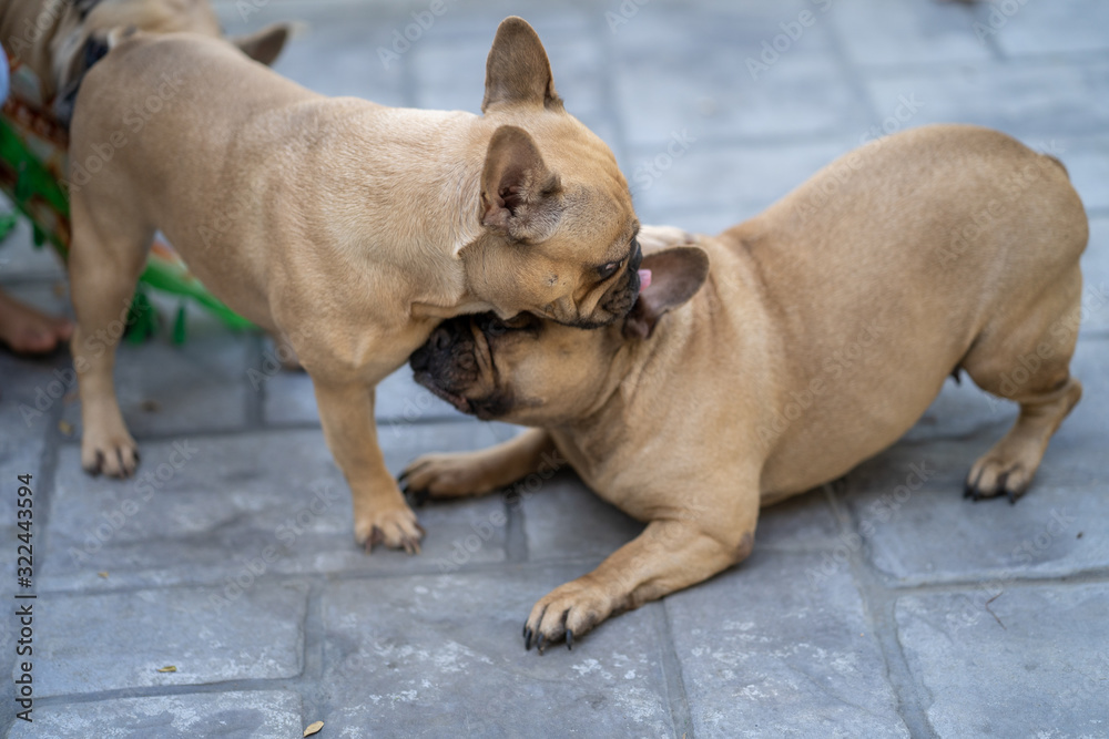 two french bulldog playing outdoor. two french bulldog playing outdoor.