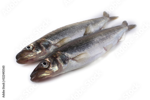 Smelt fish isolated on white (Osmerus mordax, biggest smelt variety)