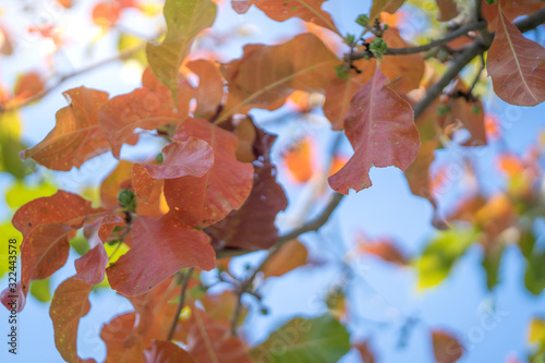 Branches of autumn tree with bright orange leaves