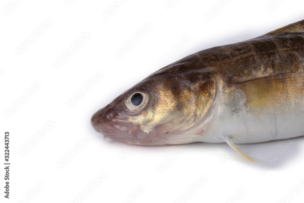 Saffron cod isolated on white (Northern Pacific cod variety) Saffron cod isolated on white (Northern Pacific cod variety)