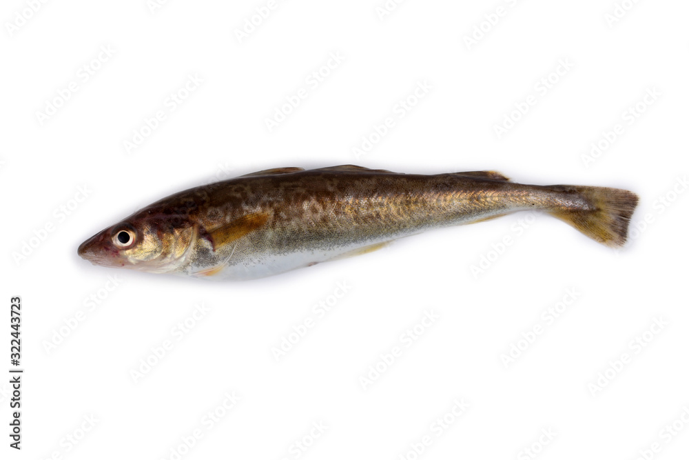 Saffron cod isolated on white (Northern Pacific cod variety) Saffron cod isolated on white (Northern Pacific cod variety)