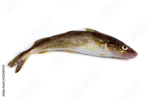 Saffron cod isolated on white (Northern Pacific cod variety)