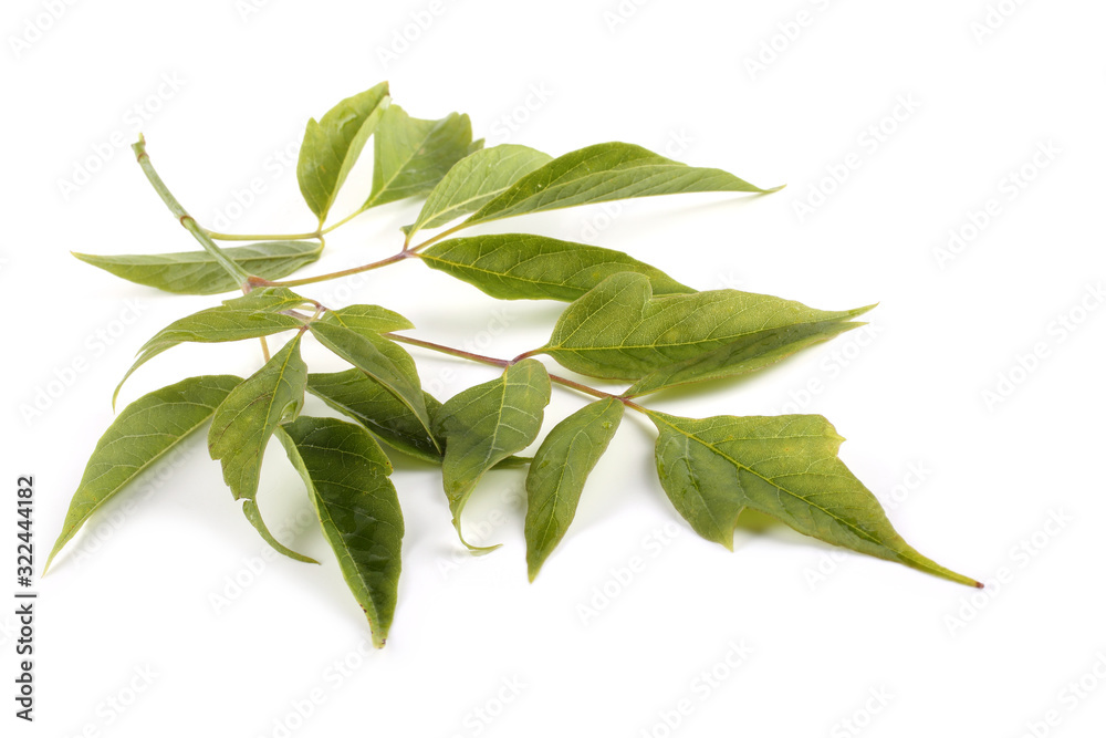 Ash-leaved maple leaf Ash-leaved maple leaf