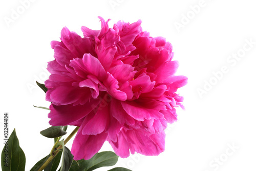 Pink peony flower