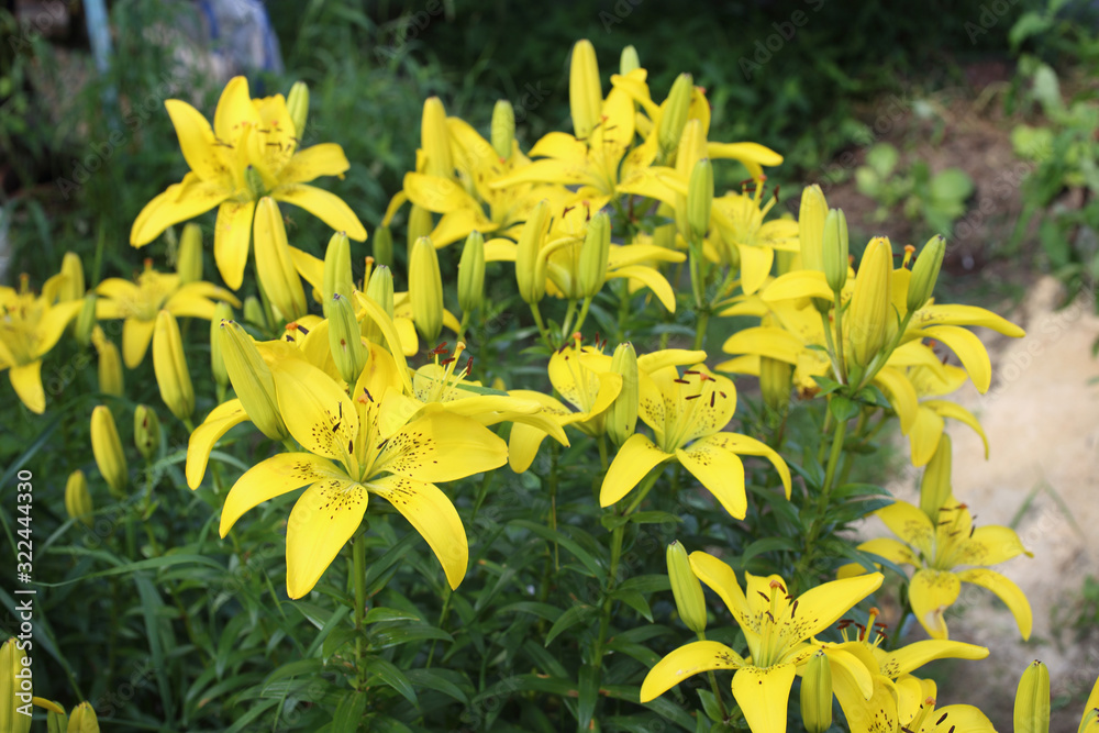 Fototapeta premium Beautiful growing lily flowers