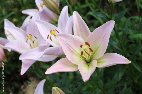Beautiful growing lily flowers