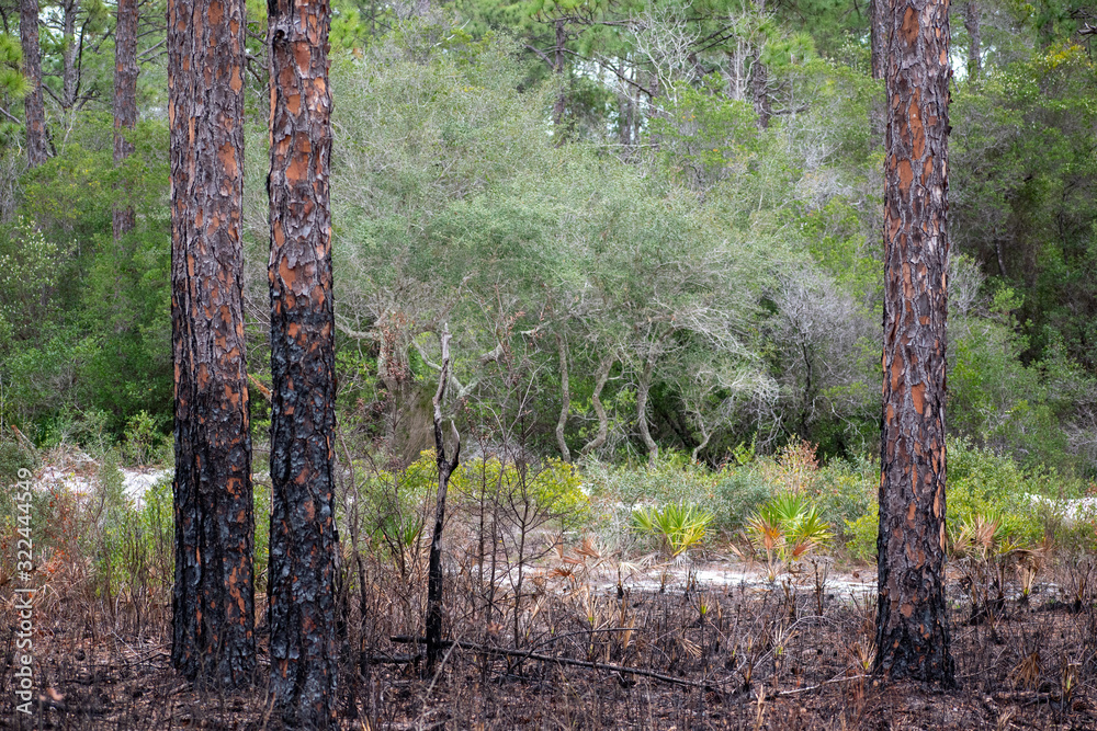 burned pines in swamp