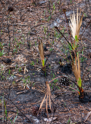 Obraz na płótnie burnt palm shrubs w salonie