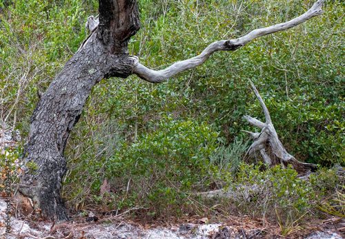 leaning tree in swamp