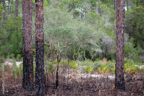 Obraz na płótnie burned pines in swamp w salonie