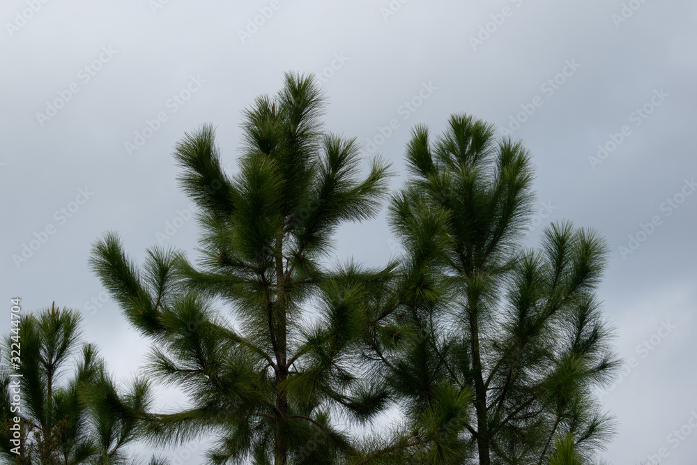 long pine needle tree